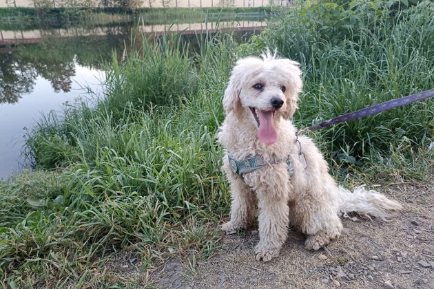 Фото экскурсии - Волшебная Берендеевка: увлекательный парковый маршрут в Костроме - 4