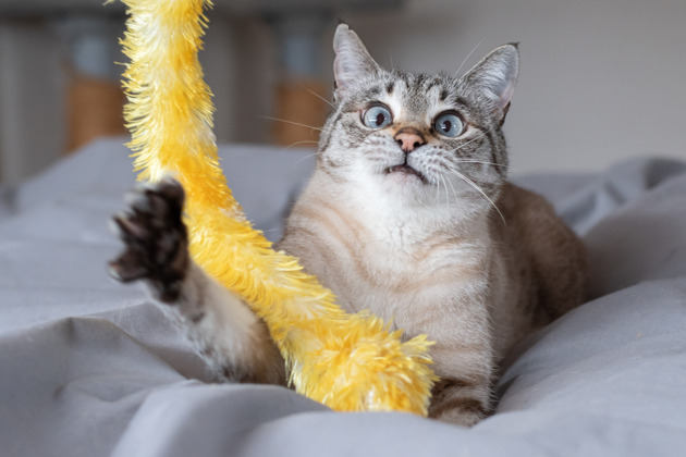 Фото - экскурсия: Купите билет для посещения Музея кошек в Будапеште