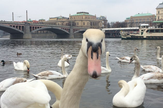 Фото экскурсии - Секретные коридоры Старого города и Прага без туристических троп - 5