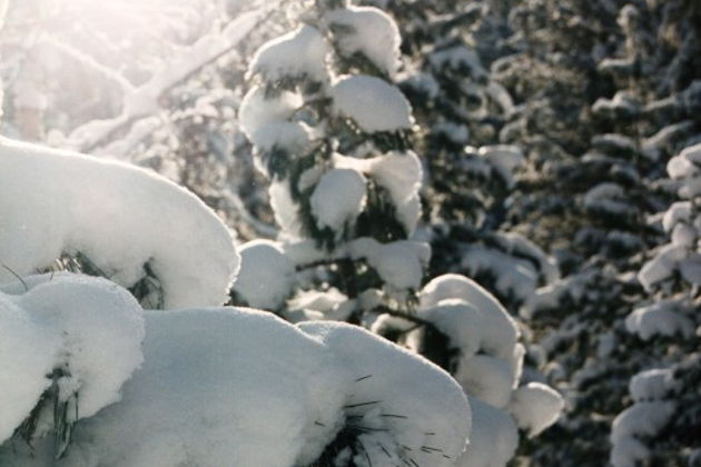Фото экскурсии - Отправляемся на курорт Манжерок и пробуем традиционные алтайские угощения в этнокафе - 1