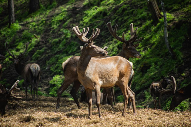 Фото экскурсии - Прогулка к Голубым озерам Чемала с посещением острова Патмос и маральника Байгабак - 2