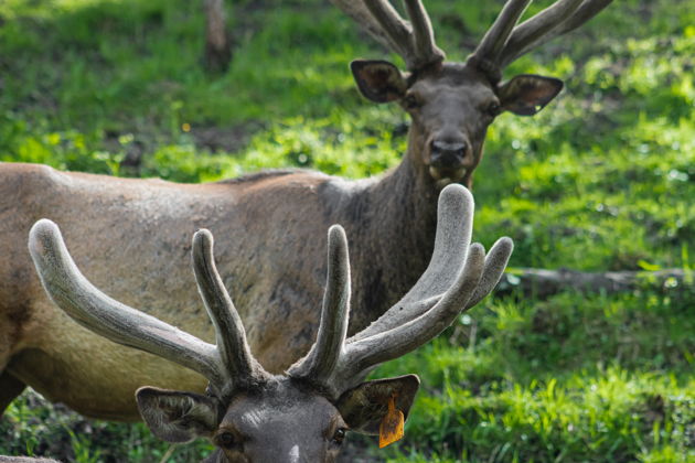 Фото экскурсии - Прогулка к Голубым озерам Чемала с посещением острова Патмос и маральника Байгабак - 1