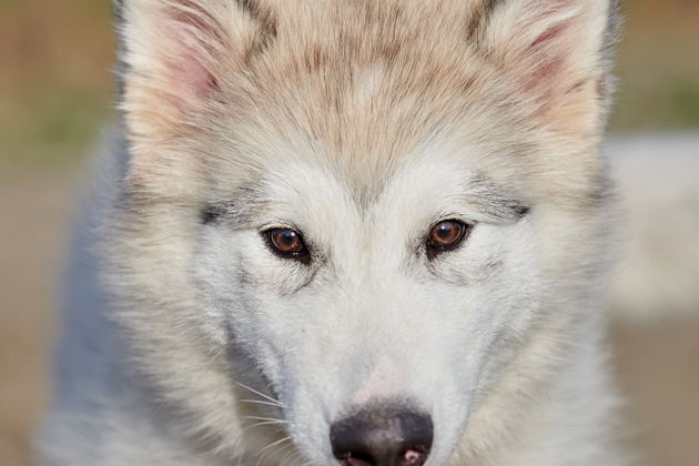 Фото экскурсии - Прогулка с хаски и визит в этнокомплекс Полеводки - 1