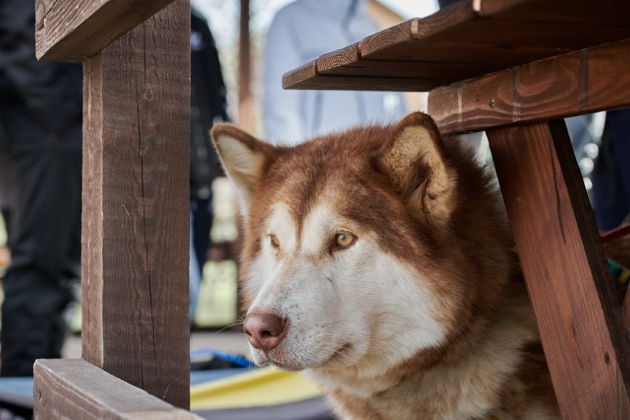 Фото экскурсии - Прогулка с хаски и визит в этнокомплекс Полеводки - 5