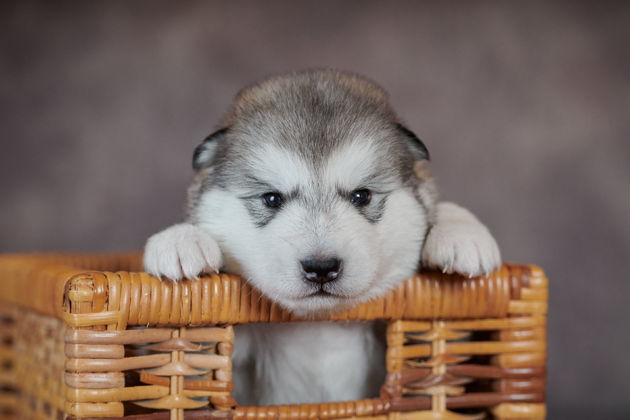 Фото экскурсии - Прогулка с хаски и визит в этнокомплекс Полеводки - 6