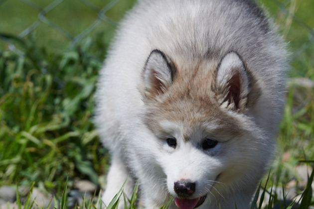 Фото - экскурсия: Прогулка с хаски и визит в этнокомплекс Полеводки