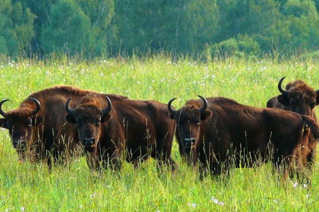 Фото экскурсии - Заповедная Каракольская долина с питомником зубров и монументом суслику - 1