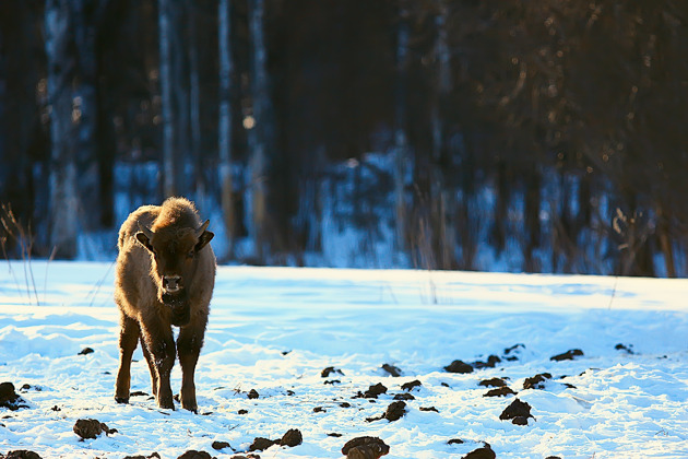 Фото - экскурсия: Заповедная Каракольская долина с питомником зубров и монументом суслику