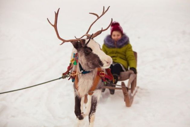 Фото экскурсии - Экологический новогодний тур для школьников из Санкт-Петербурга - 5