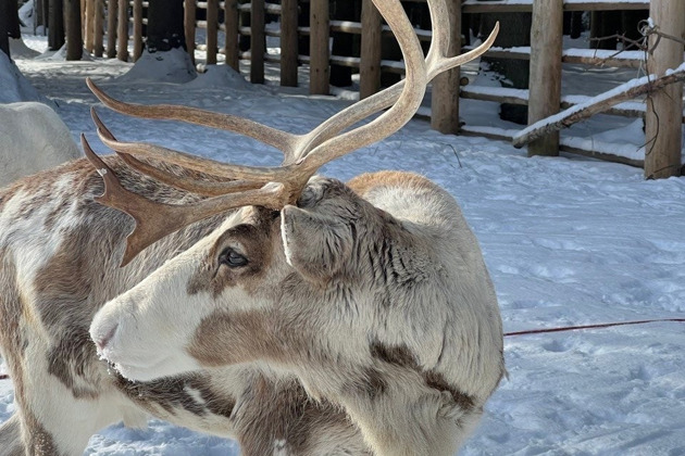 Фото - экскурсия: Экологический новогодний тур для школьников из Санкт-Петербурга