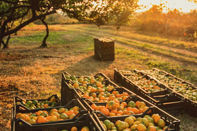 Фото экскурсии - Рицинский экспресс: путешествие в Гагру, на озеро Рица и в Пицунду - 7
