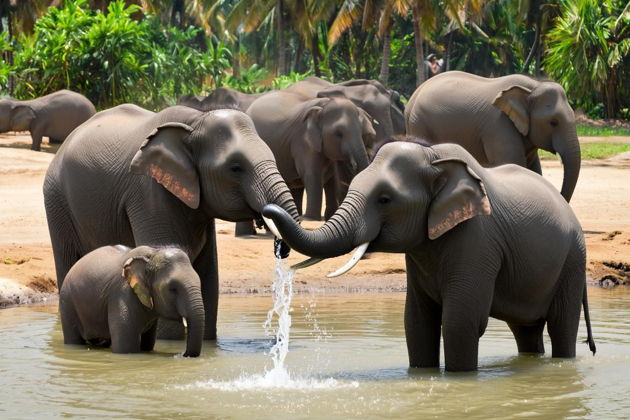 Фото экскурсии - Отправляемся на сафари наблюдать за тиграми и слонами - 3