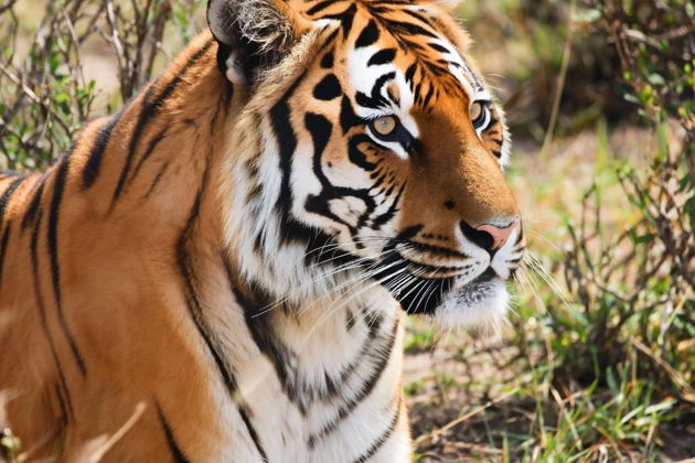 Фото экскурсии - Отправляемся на сафари наблюдать за тиграми и слонами - 5