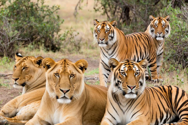 Фото - экскурсия: Отправляемся на сафари наблюдать за тиграми и слонами