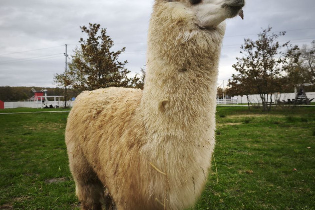 Фото - экскурсия: Поездка из Краснодара на ферму Альпак в Горячий Ключ
