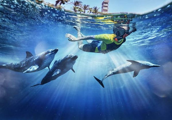 Плавание с дельфинами в Atlas Village (+ аквапарк Aquaventure)