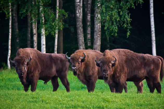 Фото экскурсии - Трехдневный тур по самым знаковым и живописным локациям Беларуси - 8