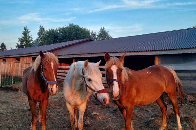 Фото экскурсии - Верховая прогулка по живописным окрестностям Суздаля - 10