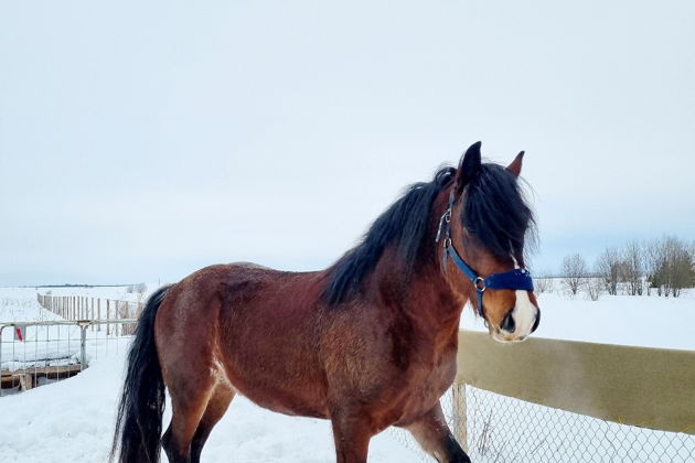 Фото экскурсии - Верховая прогулка по живописным окрестностям Суздаля - 14
