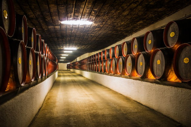 Фото экскурсии - Экскурсия в винные подвалы Криково с включенным трансфером - 15