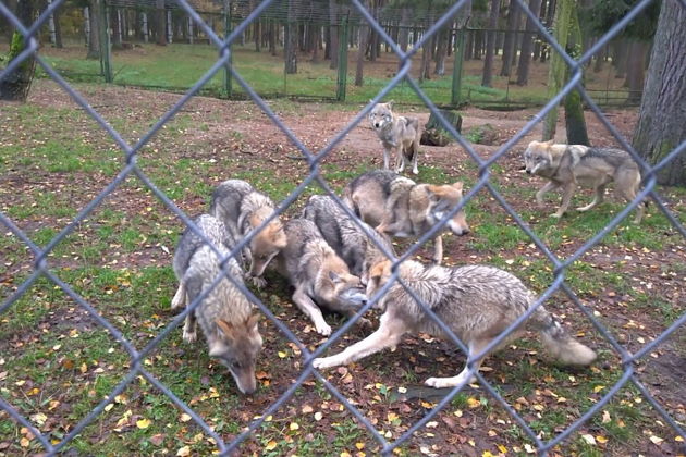Фото экскурсии - Двухдневное путешествие в Брест и Беловежскую пущу - 12
