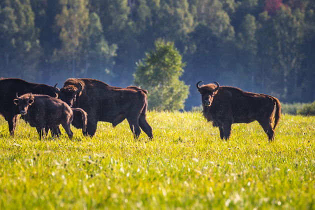 Фото экскурсии - Двухдневное путешествие в Брест и Беловежскую пущу - 5