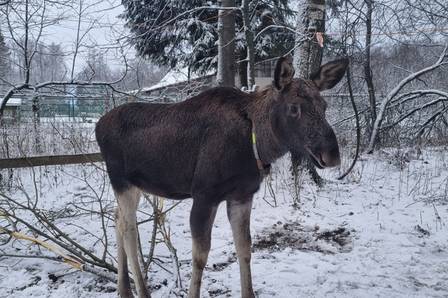 Фото - экскурсия: Посетите Сумароковскую лосиную ферму и познакомьтесь с лесными гигантами