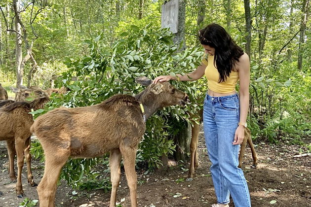 Фото экскурсии - Посетите Сумароковскую лосиную ферму и познакомьтесь с лесными гигантами - 1