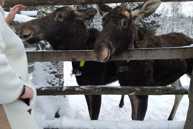 Фото экскурсии - Посетите Сумароковскую лосиную ферму и познакомьтесь с лесными гигантами - 11