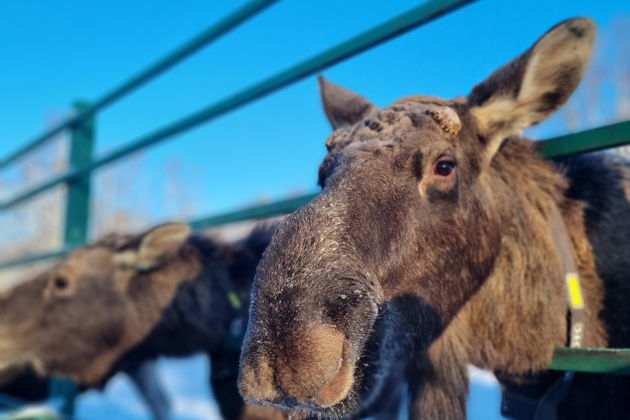 Фото экскурсии - Посетите Сумароковскую лосиную ферму и познакомьтесь с лесными гигантами - 2