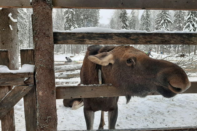 Фото экскурсии - Посетите Сумароковскую лосиную ферму и познакомьтесь с лесными гигантами - 3