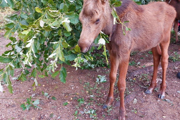 Фото экскурсии - Посетите Сумароковскую лосиную ферму и познакомьтесь с лесными гигантами - 4
