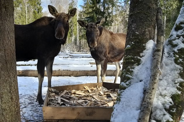 Фото экскурсии - Посетите Сумароковскую лосиную ферму и познакомьтесь с лесными гигантами - 6