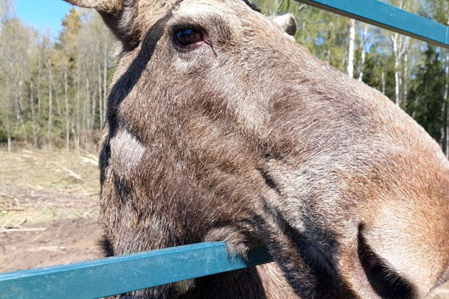Фото экскурсии - Посетите Сумароковскую лосиную ферму и познакомьтесь с лесными гигантами - 7