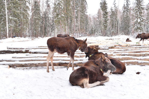 Фото экскурсии - Посетите Сумароковскую лосиную ферму и познакомьтесь с лесными гигантами - 8