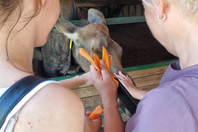 Фото экскурсии - Посетите Сумароковскую лосиную ферму и познакомьтесь с лесными гигантами - 9