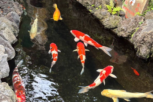 Фото экскурсии - Прогулка по кварталу Ёсивара вслед за куртизанками эпохи Эдо - 7