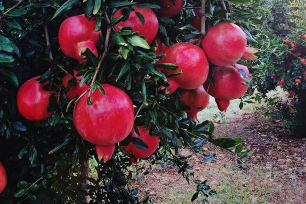 Фото экскурсии - Путешествие к гранатовым садам Гейчая: вулканы, святыни Шемахи и перевал Агсу - 5