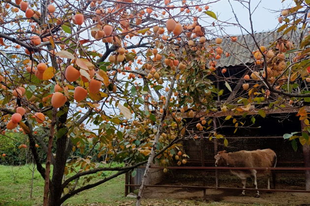 Фото экскурсии - Путешествие к гранатовым садам Гейчая: вулканы, святыни Шемахи и перевал Агсу - 6