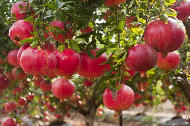 Фото экскурсии - Путешествие к гранатовым садам Гейчая: вулканы, святыни Шемахи и перевал Агсу - 7