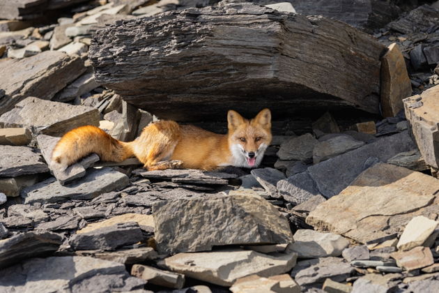 Фото экскурсии - Невероятные берега Японского моря и сафари-парк - 6