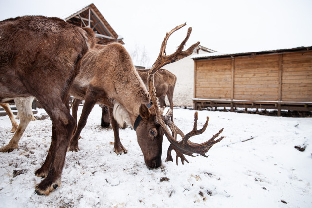 Фото - экскурсия: Вот такой он, северный олень