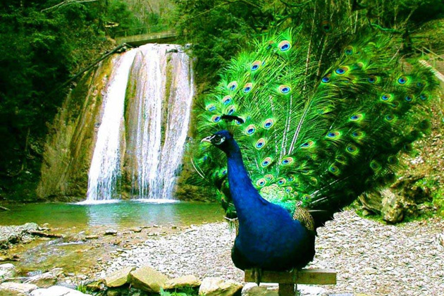 Фото - экскурсия: 33 водопада и гостеприимное застолье в горах Кавказа