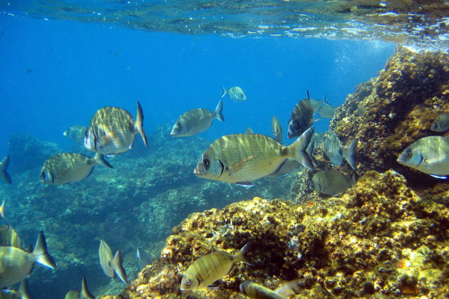 Фото экскурсии - Погружение в мир снорклинга и черепах на островах Тижука - 5