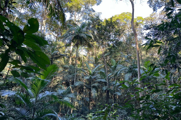 Фото экскурсии - Джип-тур с гидом по тропическому лесу Тижука - 8