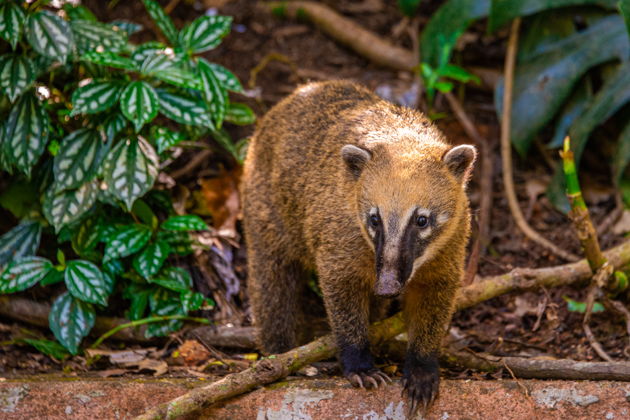 Фото экскурсии - Прогулка к водопадам и гротам в тропическом лесу Тижука - 1