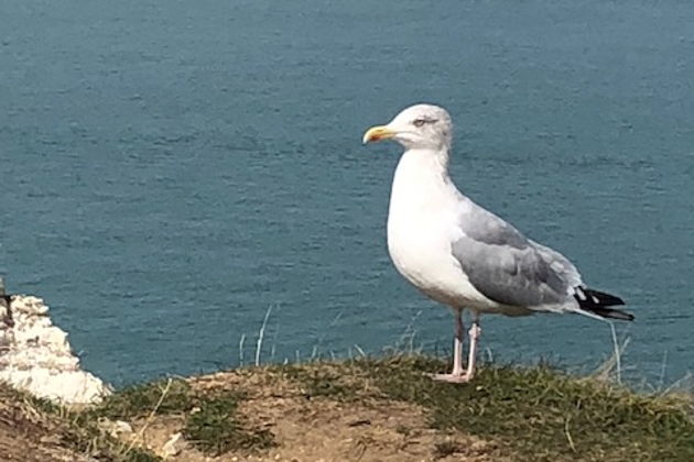 Фото экскурсии - Нормандия за один день: Руан, Довиль, Этрета и рыбный рынок с пикником - 9