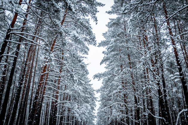 Фото - экскурсия: Прогулка по заснеженному сосновому бору Академгородка и к ГЭС