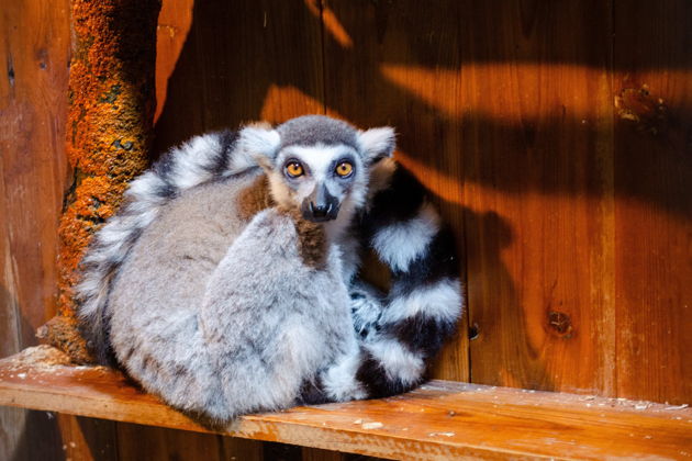 Фото экскурсии - Коломна и крокодилье королевство — с мастер-классами и дегустациями - 10
