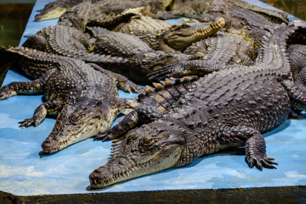 Фото экскурсии - Коломна и крокодилье королевство — с мастер-классами и дегустациями - 9